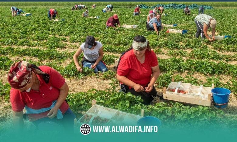 Alwadifa info Opportunités d’emploi saisonnier en Italie 2024 60 ouvriers agricoles généraux sont nécessaires – cueillette des légumes