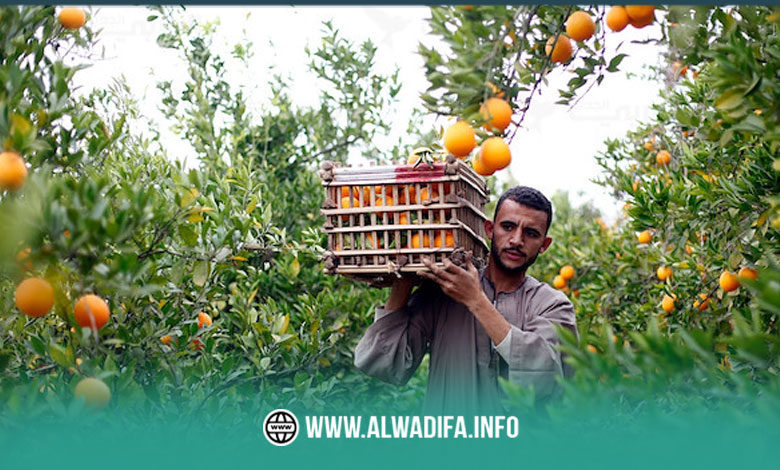 فرص-عمل-كندا-2024-حصاد